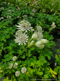 Perennials ~ Astrantia major 'Alba', Masterwort ~ Dancing Oaks Nursery and Gardens ~ Retail Nursery ~ Mail Order Nursery