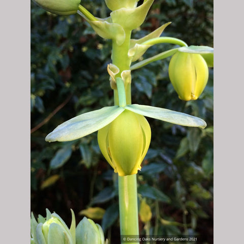 Albuca spiralis 'Frizzle Sizzle'®