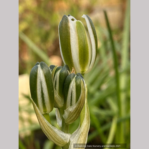 Albuca setosa