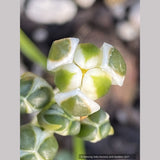Albuca setosa