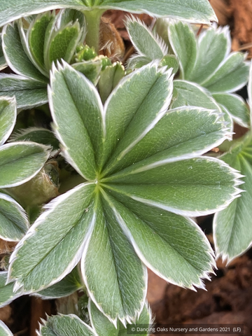 Alchemilla conjuncta, Silver Lady’s Mantle