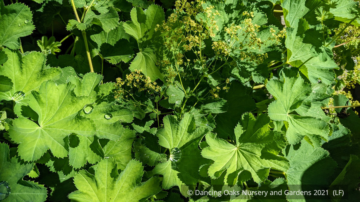 Alchemilla epipsila, Lady's Mantle