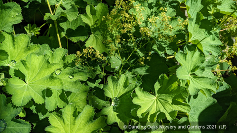 Alchemilla epipsila, Lady's Mantle