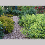 Perennials ~ Alchemilla mollis 'Robusta', Lady's Mantle ~ Dancing Oaks Nursery and Gardens ~ Retail Nursery ~ Mail Order Nursery