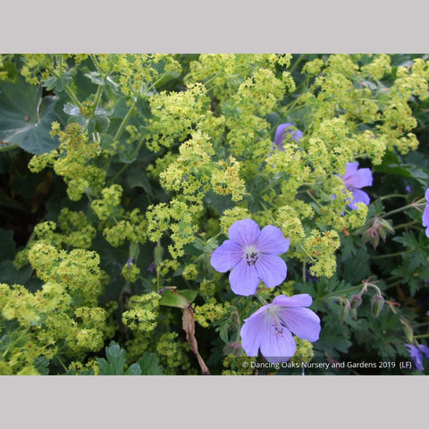 Perennials ~ Alchemilla mollis 'Robusta', Lady's Mantle ~ Dancing Oaks Nursery and Gardens ~ Retail Nursery ~ Mail Order Nursery