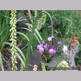 Bulbs & Tubers ~ Allium cernuum, Nodding Onion ~ Dancing Oaks Nursery and Gardens ~ Retail Nursery ~ Mail Order Nursery
