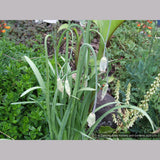 Bulbs & Tubers ~ Allium cernuum, Nodding Onion ~ Dancing Oaks Nursery and Gardens ~ Retail Nursery ~ Mail Order Nursery