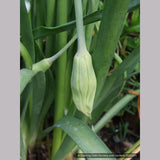 Bulbs & Tubers ~ Allium cernuum, Nodding Onion ~ Dancing Oaks Nursery and Gardens ~ Retail Nursery ~ Mail Order Nursery