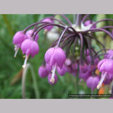 Bulbs & Tubers ~ Allium cernuum, Nodding Onion ~ Dancing Oaks Nursery and Gardens ~ Retail Nursery ~ Mail Order Nursery