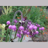 Bulbs & Tubers ~ Allium cernuum, Nodding Onion ~ Dancing Oaks Nursery and Gardens ~ Retail Nursery ~ Mail Order Nursery
