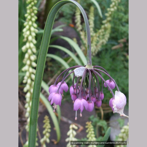 Bulbs & Tubers ~ Allium cernuum, Nodding Onion ~ Dancing Oaks Nursery and Gardens ~ Retail Nursery ~ Mail Order Nursery