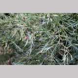 Trees ~ Alnus glutinosa 'Imperialis', Cutleaf European Alder ~ Dancing Oaks Nursery and Gardens ~ Retail Nursery ~ Mail Order Nursery