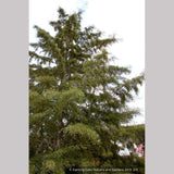 Trees ~ Alnus glutinosa 'Imperialis', Cutleaf European Alder ~ Dancing Oaks Nursery and Gardens ~ Retail Nursery ~ Mail Order Nursery