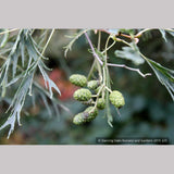 Trees ~ Alnus glutinosa 'Imperialis', Cutleaf European Alder ~ Dancing Oaks Nursery and Gardens ~ Retail Nursery ~ Mail Order Nursery