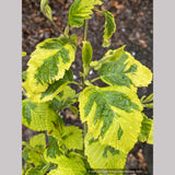Alnus glutinosa 'Razzmatazz', Variegated Alder