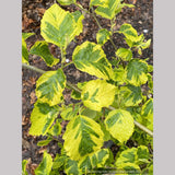 Alnus glutinosa 'Razzmatazz', Variegated Alder