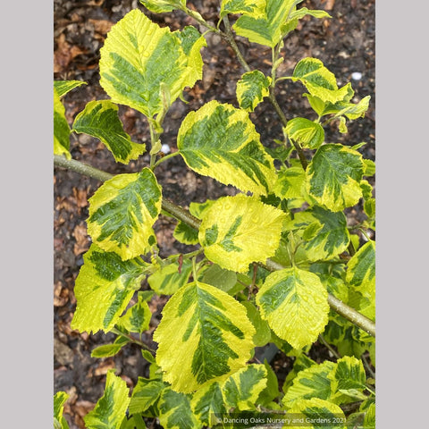 Alnus glutinosa 'Razzmatazz', Variegated Alder