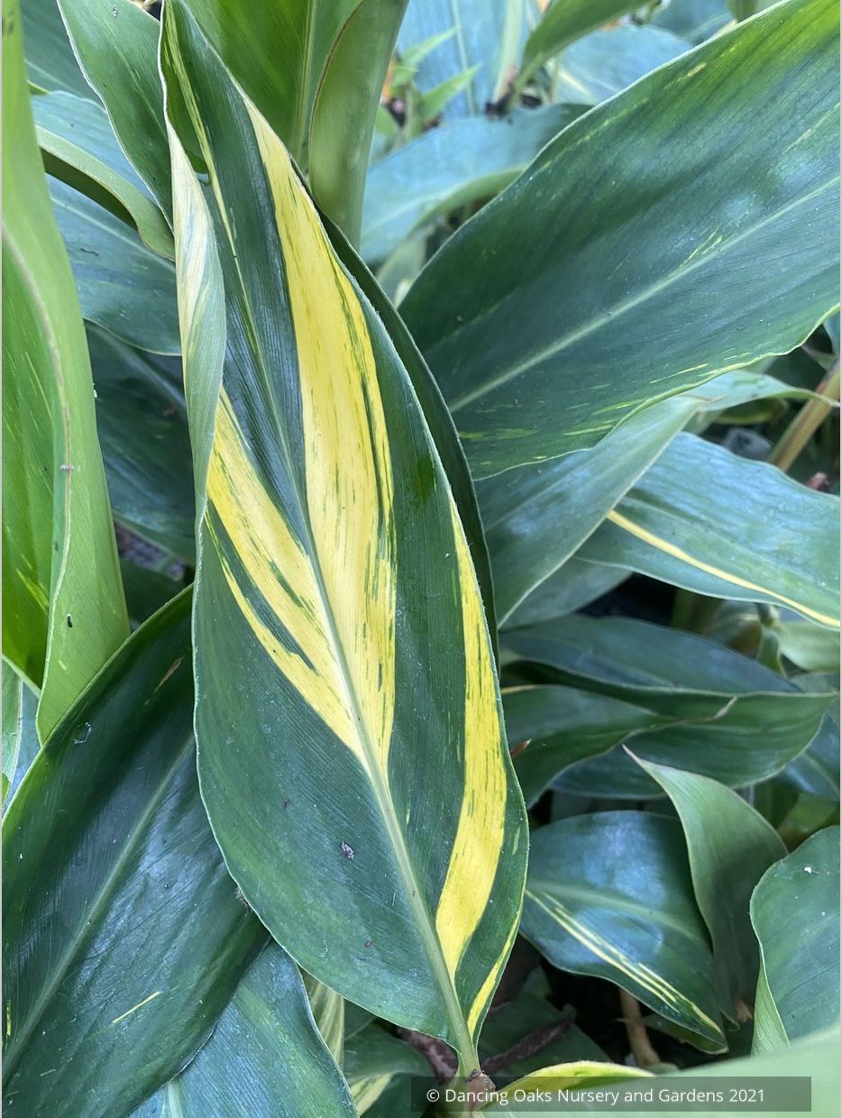 Alpinia zerumbet 'Variegata', Variegated Shell Ginger