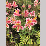 Perennials ~ Alstroemeria 'Tricolor' ~ Dancing Oaks Nursery and Gardens ~ Retail Nursery ~ Mail Order Nursery