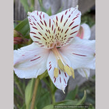Alstroemeria 'Casablanca' ~ Dancing Oaks Nursery and Gardens ~ Retail Nursery ~ Mail Order Nursery
