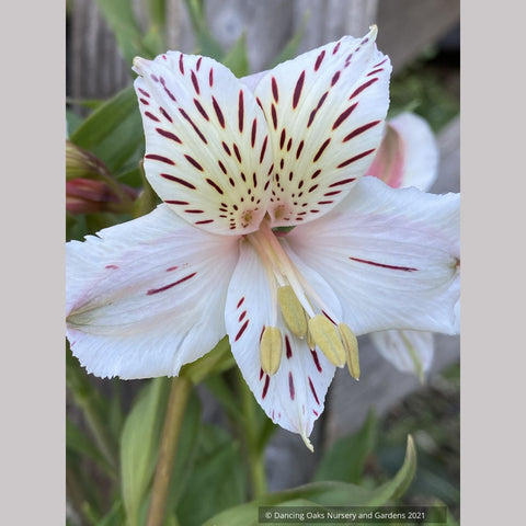 Alstroemeria 'Casablanca' ~ Dancing Oaks Nursery and Gardens ~ Retail Nursery ~ Mail Order Nursery