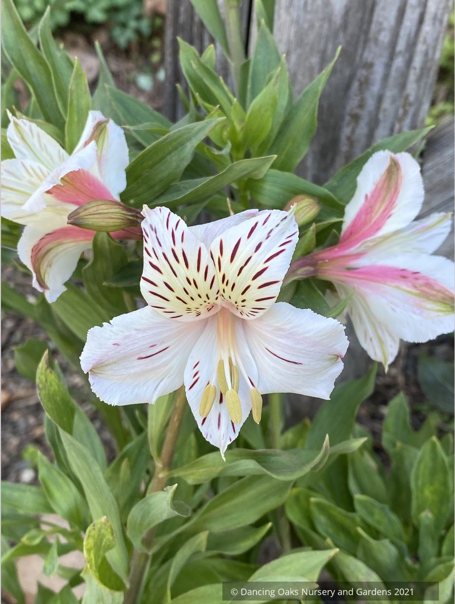 Alstroemeria 'Casablanca' ~ Dancing Oaks Nursery and Gardens ~ Retail Nursery ~ Mail Order Nursery