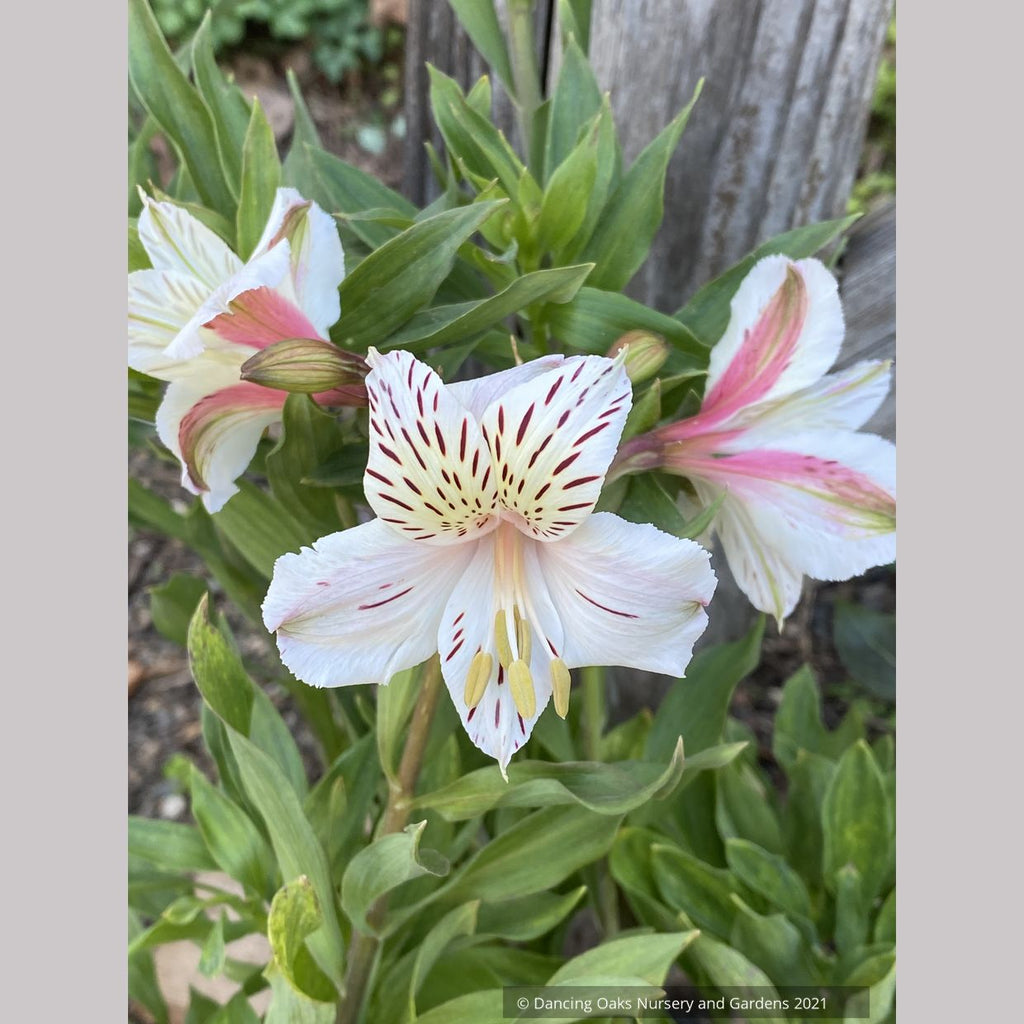 flower peruvian lily Alstroemeria 'Casablanca', Peruvian Lily