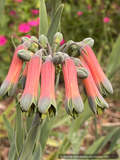 Bulbs & Tubers ~ Alstroemeria isabellana, Peruvian Lily ~ Dancing Oaks Nursery and Gardens ~ Retail Nursery ~ Mail Order Nursery