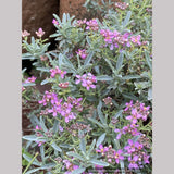 Alyssum spinosum var. roseum (syn. Ptilotrichum), Madwort