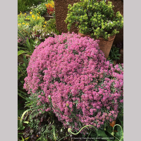 Alyssum spinosum var. roseum (syn. Ptilotrichum), Madwort