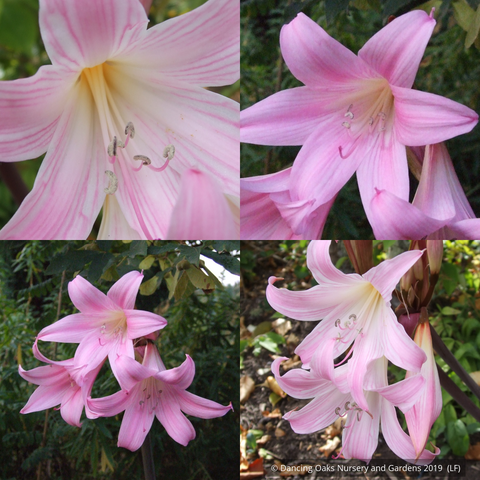 Bulbs & Tubers ~ Amaryllis belladonna (mixed), Naked Ladies ~ Dancing Oaks Nursery and Gardens ~ Retail Nursery ~ Mail Order Nursery
