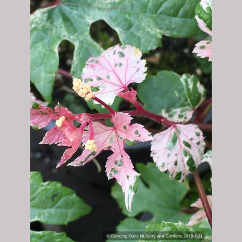 Vines ~ Ampelopsis glandulosa var. brevipedunculata 'Elegans', Porcelain Berry Vine ~ Dancing Oaks Nursery and Gardens ~ Retail Nursery ~ Mail Order Nursery