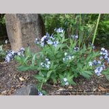 Perennials ~ Amsonia hybrida 'Blue Ice', Blue Star ~ Dancing Oaks Nursery and Gardens ~ Retail Nursery ~ Mail Order Nursery