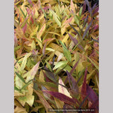 Perennials ~ Amsonia hybrida 'Blue Ice', Blue Star ~ Dancing Oaks Nursery and Gardens ~ Retail Nursery ~ Mail Order Nursery