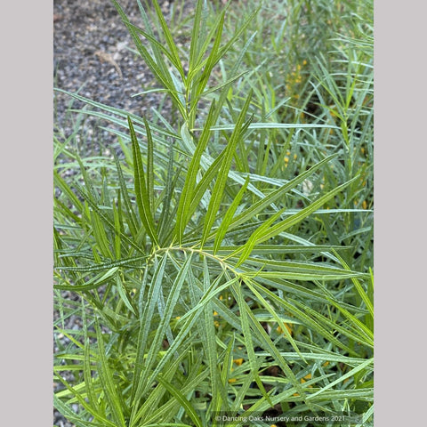 Perennials ~ Amsonia ciliata 'Halfway To Arkansas', Fringed Bluestar ~ Dancing Oaks Nursery and Gardens ~ Retail Nursery ~ Mail Order Nursery