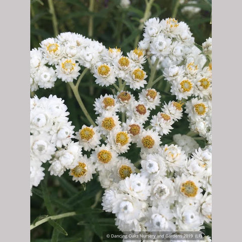 Perennials ~ Anaphalis margaritacea, Pearly Everlasting ~ Dancing Oaks Nursery and Gardens ~ Retail Nursery ~ Mail Order Nursery