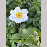 Perennials ~ Anemone 'Elfin Swan', Windflower ~ Dancing Oaks Nursery and Gardens ~ Retail Nursery ~ Mail Order Nursery