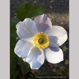 Perennials ~ Anemone 'Elfin Swan', Windflower ~ Dancing Oaks Nursery and Gardens ~ Retail Nursery ~ Mail Order Nursery