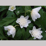 Perennials ~ Anemone nemorosa 'Alba Plena', Windflower ~ Dancing Oaks Nursery and Gardens ~ Retail Nursery ~ Mail Order Nursery