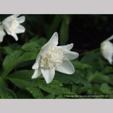 Perennials ~ Anemone nemorosa 'Alba Plena', Windflower ~ Dancing Oaks Nursery and Gardens ~ Retail Nursery ~ Mail Order Nursery