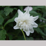 Perennials ~ Anemone nemorosa 'Alba Plena', Windflower ~ Dancing Oaks Nursery and Gardens ~ Retail Nursery ~ Mail Order Nursery