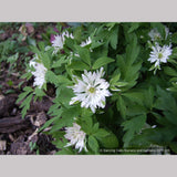 Perennials ~ Anemone nemorosa 'Bracteata Pleniflora', Wood Anemone or Windflower ~ Dancing Oaks Nursery and Gardens ~ Retail Nursery ~ Mail Order Nursery
