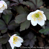 Perennials ~ Anemone nemorosa 'Stars of Night', Wood Anemone or Windflower ~ Dancing Oaks Nursery and Gardens ~ Retail Nursery ~ Mail Order Nursery