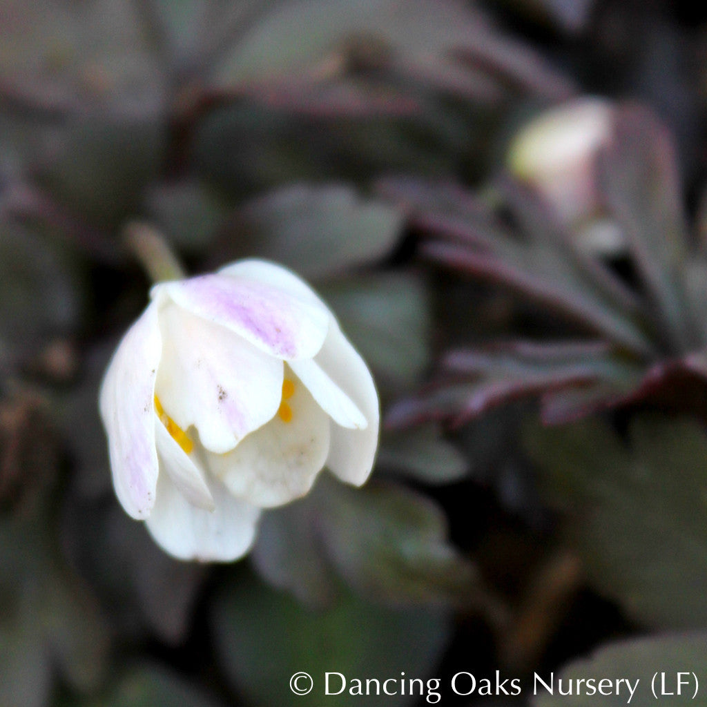 Anemone nemorosa 'Stars in the Night', Wood Anemone or Windflower