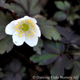 Perennials ~ Anemone nemorosa 'Stars of Night', Wood Anemone or Windflower ~ Dancing Oaks Nursery and Gardens ~ Retail Nursery ~ Mail Order Nursery