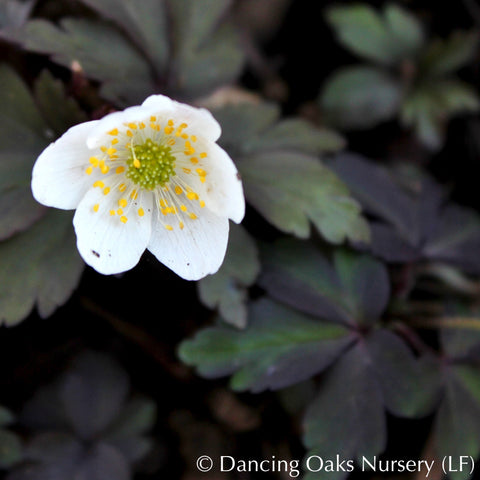 Perennials ~ Anemone nemorosa 'Stars of Night', Wood Anemone or Windflower ~ Dancing Oaks Nursery and Gardens ~ Retail Nursery ~ Mail Order Nursery