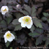 Perennials ~ Anemone nemorosa 'Stars of Night', Wood Anemone or Windflower ~ Dancing Oaks Nursery and Gardens ~ Retail Nursery ~ Mail Order Nursery
