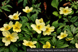 Perennials ~ Anemone x lipsiensis, syn. Anemone x seemanii, Windflower ~ Dancing Oaks Nursery and Gardens ~ Retail Nursery ~ Mail Order Nursery