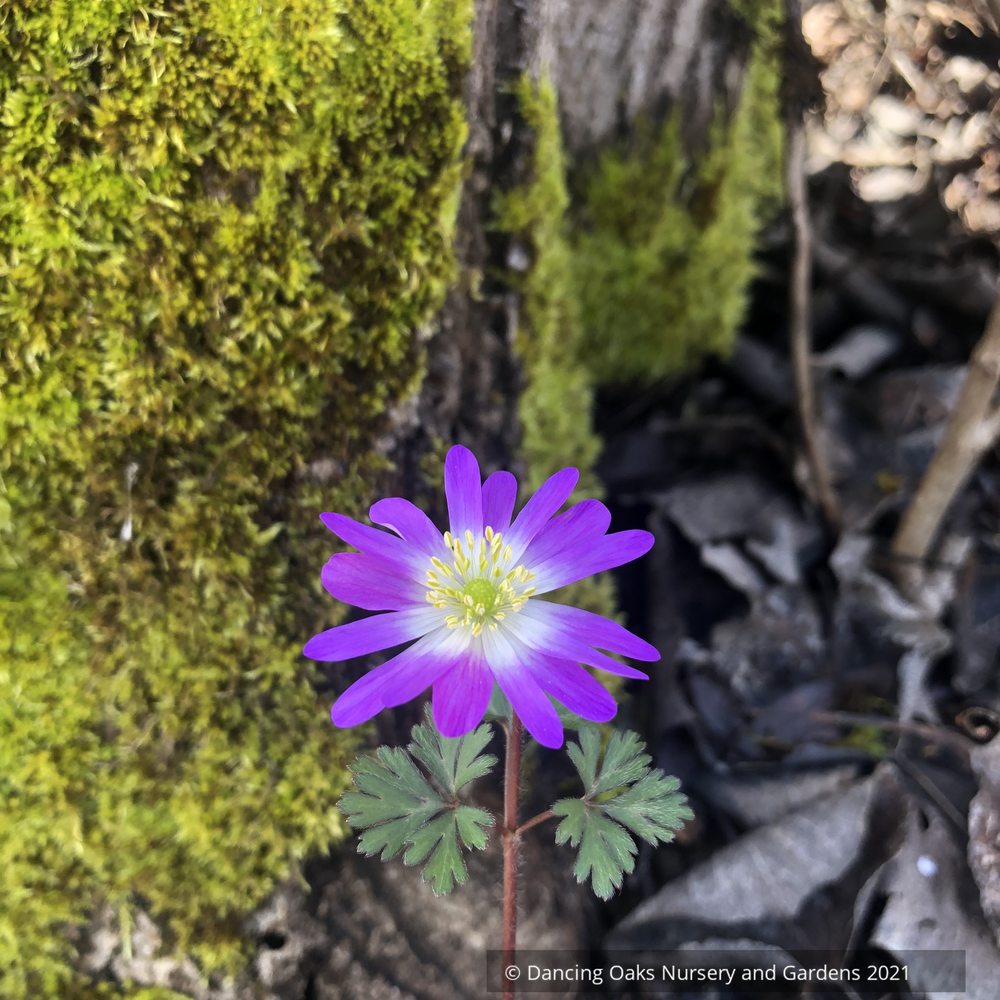 Anemone blanda 'Charmer', Grecian Windflower