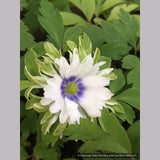 Perennials ~ Anemone nemorosa 'Bracteata Pleniflora', Wood Anemone or Windflower ~ Dancing Oaks Nursery and Gardens ~ Retail Nursery ~ Mail Order Nursery